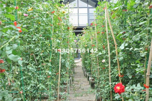 浙江杭州种植和出售信息,经纪人,苗圃基地等信息
