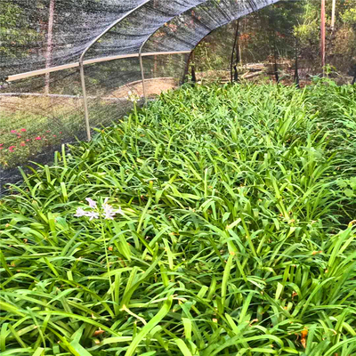 福建基地批发百子莲苗 园林色块苗 百子莲袋苗 绿化工程百子莲苗