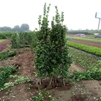 北海道黄杨种植 重诺花卉 四季常绿 成活率高图片_高清图-青州市重诺花卉苗木专业合作社