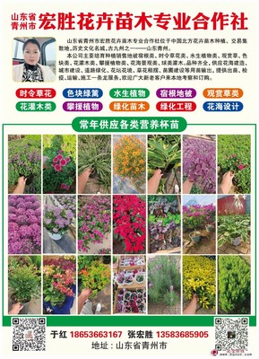 满天星 易种植 喜冷凉气候 布置花坛花带 适应能力较强 青州宏胜花卉