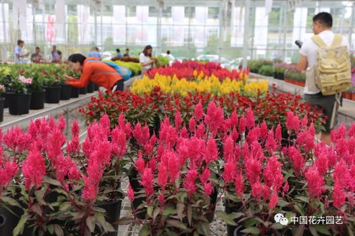 缤纷花卉扮靓多彩贵州 贵阳市花卉苗木示范基地品种推介会暨夏季花展举办 动态