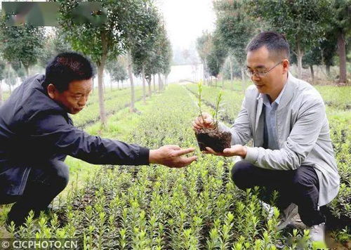 河南平顶山 花卉苗木种植助农增收