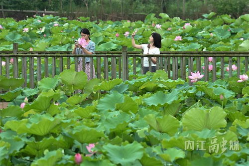 快来赏花 内江这里有个 荷花谷