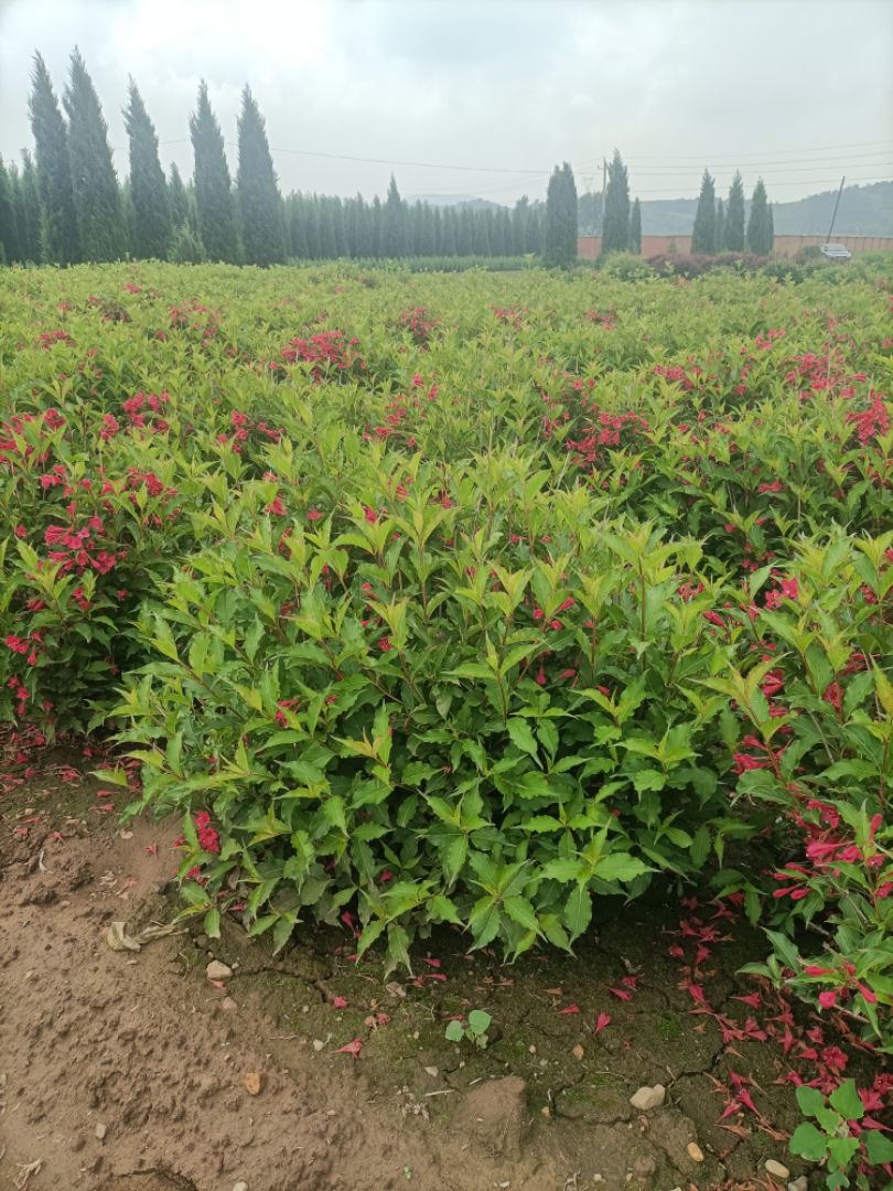 红王子锦带 红王子锦带介绍和图片 - 沭阳县兆胜花卉苗木.