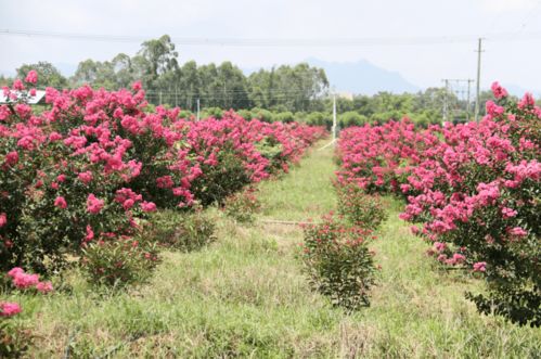 致富有招 德庆这条镇大力发展花木基地,计划种植1000亩