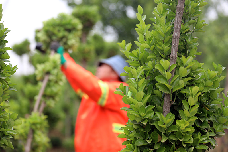 石家庄藁城:花卉苗木种植带动就业增收_图片新闻_中国政府网