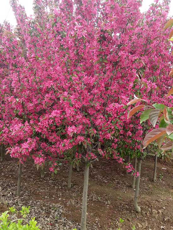 宁夏印第安魔力海棠量大从优 济宁市任城区禾盛苗木种植供应