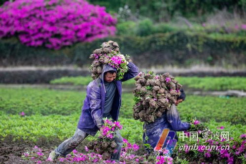 人文乡村行 花样 河头绘就乡村振兴繁花图